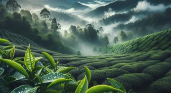 Tea Culture and Climate Change Take Center Stage at COP29 in Baku