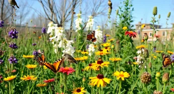 Spring Gardening Blooms in Kansas City!